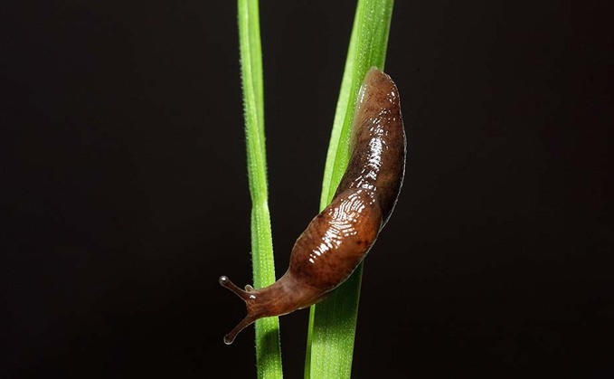 Could landrace wheat variety be slug resistant?