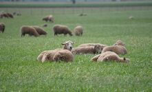 Sound ewe lamb management can play a big role in future production.