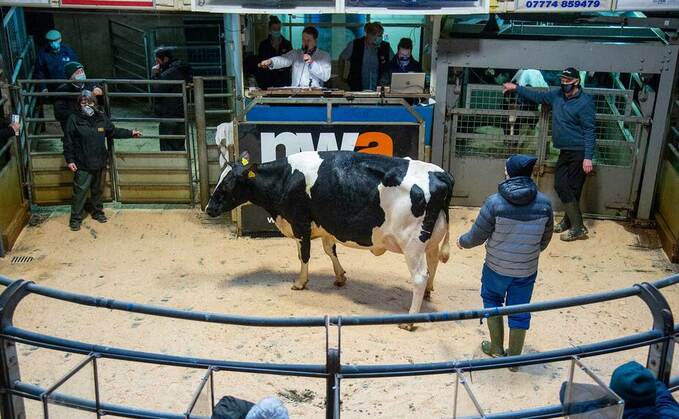 Lancaster dairy sale tops at 2,620