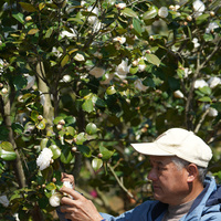 (ZhejiangPictorial)CHINA-ZHEJIANG-JINHUA-CAMELLIA CULTIVATOR (CN)