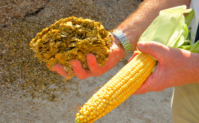 In theory, there is enough feed value in one hectare of fresh forage maize to support about 30,000 litres* of milk production, says Dr Mark Leggett; the key is to minimise how much of this is lost when turning it into silage