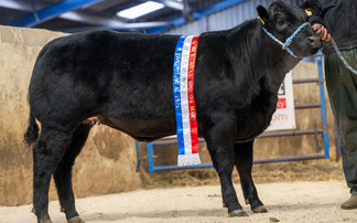 Show potential cattle in demand at Barnard Castle