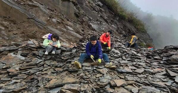 Chinese fossil find illuminates Earth earliest mass extinction