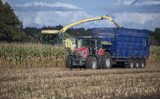 Early harvested maize defies the drought