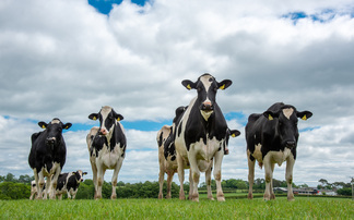 Milk prices head over 40ppl following wet spring