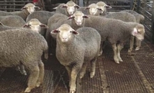 Breeding from Merino ewe lambs can work