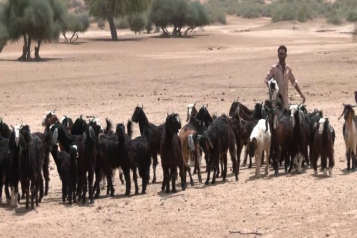 "Modi ji, give them a strong reply, we are with you": Rajasthan goatherd voices support for Centre's action against Pahalgam attack terrorists