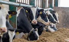 Infectious disease checks upgrading dairy herd health 