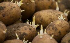 Potato prices weak as Covid-19 fears remain