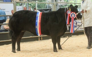 Heifers lead the way at Beef Expo claiming champion and reserve