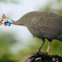 Guineafowl can outsmart extreme temperatures: we spent a year finding out how