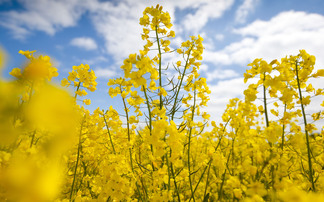 Small barley and OSR crops fail to lift prices