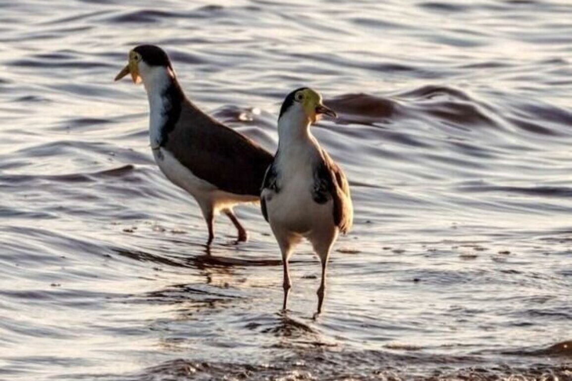 Plovers in Australia: Swooping, season and safety