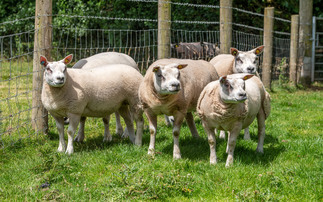 Man sentenced after illegally slaughtering stolen sheep in a garage 