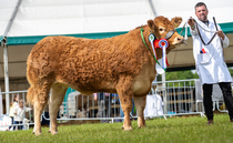 Northumberland County Show: Limousin heifer crowned inter-breed beef champion 