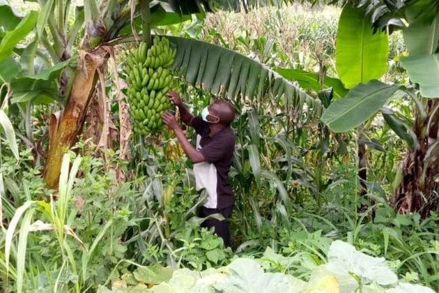 Malawi farmers begin to bounce back after banana blight