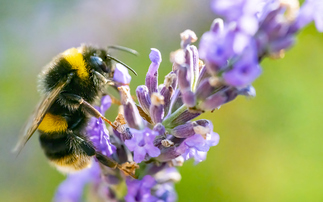 Government plots path towards 'complete' UK ban on bee-killing pesticides