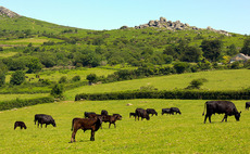 Dartmoor destocking will hurt more than just farming