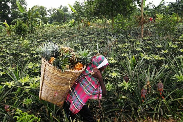 Asia Album: Bangladeshi farmers harvest pineapples in Tangail
