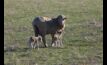  CSIRO looks into the pros and cons of lambing in autumn compared to spring.