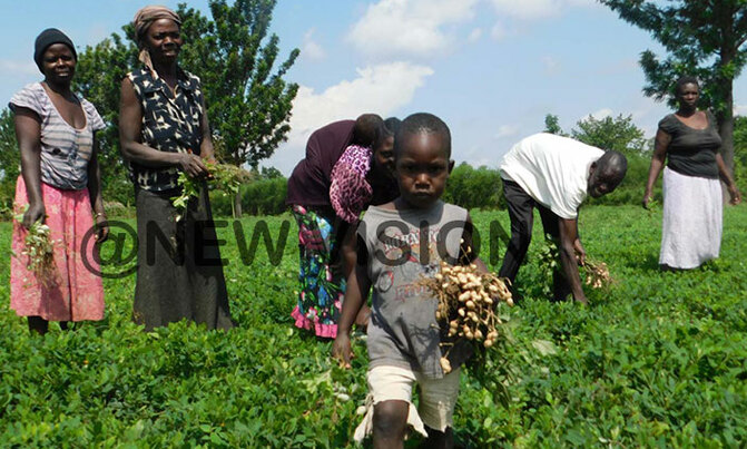 Groundnuts improving Tororo farmers fortunes Groundnuts improving Tororo farmers fortunes