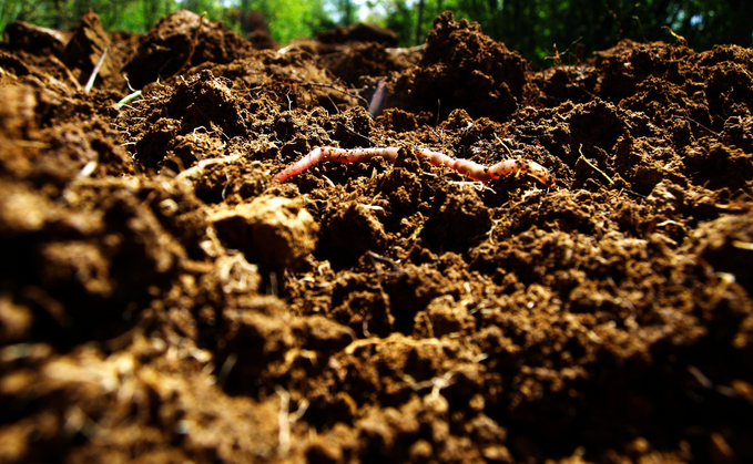 Study: Agricultural soil can provide a quarter of global carbon sequestration budget