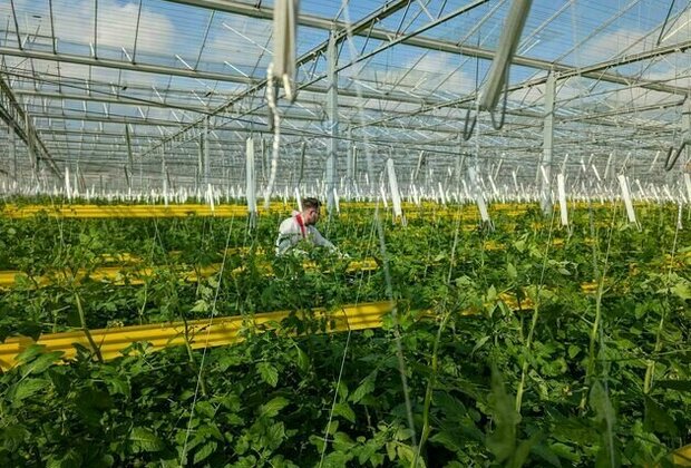 How smarter greenhouses could improve the UK's food security