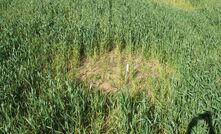 Rhizoctonia solani causes bare patch disease - creating dead or stunted zones in cereal crops and resulting in significant yield losses.