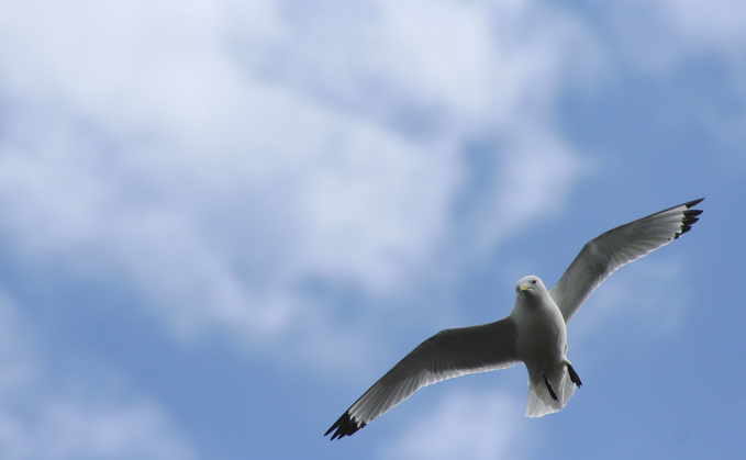 Kittiwake 