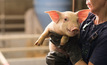 African swine flu is beginning to impact global markets.