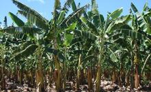  Projeto de energia solar Lakeland fica em região produtora de bananas na Austrália