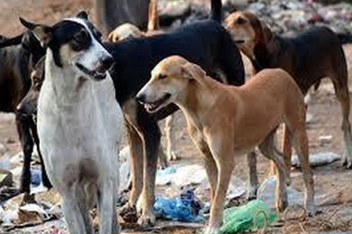 Mumbai man booked for unleashing dog on minor boy