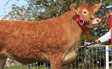 Limousin heifer reigns supreme at Bucks County Show