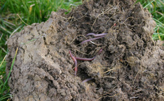 How 'soil first' thinking has driven a system change on one Norfolk Farm