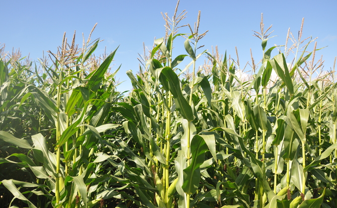 Partner Insight: New Findings Showing Silage Additive Prevents Maize Mycotoxin Contamination