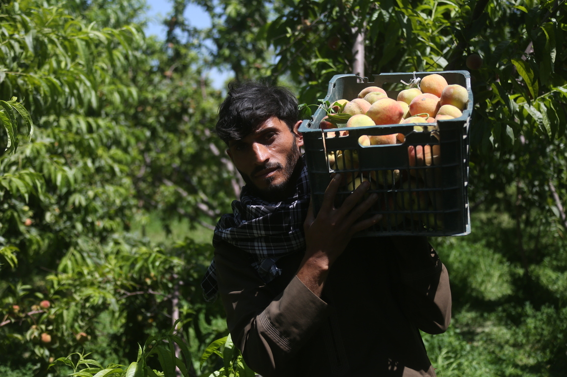 AFGHANISTAN-NANGARHAR-PEACHES