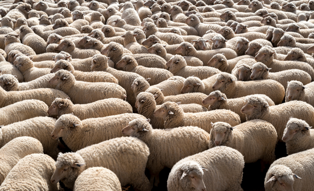 The Federal Government has provided further details about available funding to support the transition away from live sheep exports.