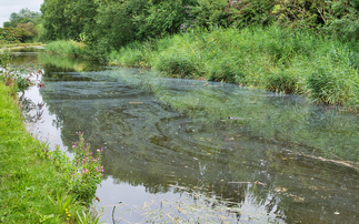 'Deadly impacts' of nitrogen pollution in agriculture can no longer be ignored, report warns