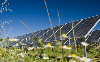 Study: Solar farms could help boost numbers of birds and wildlife