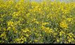  Canola growers are being urged to closely follow label instructions for herbicides containing haloxyfop.