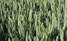 'Barn filling' feed wheat and new Group 1 milling variety among AHDB Recommended List newcomers