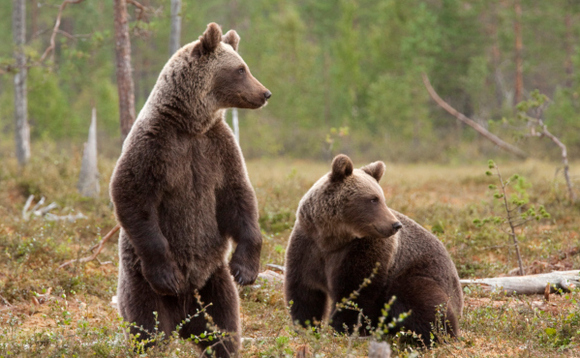 Vertebrate species have fallen by an average of 68 per cent between 1970 and 2016, according to WWF Vertebrate species have fallen by an average of 68 per cent between 1970 and 2016, according to WWF
