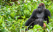 A western lowland gorilla Credit: Sergey Uryadnikov