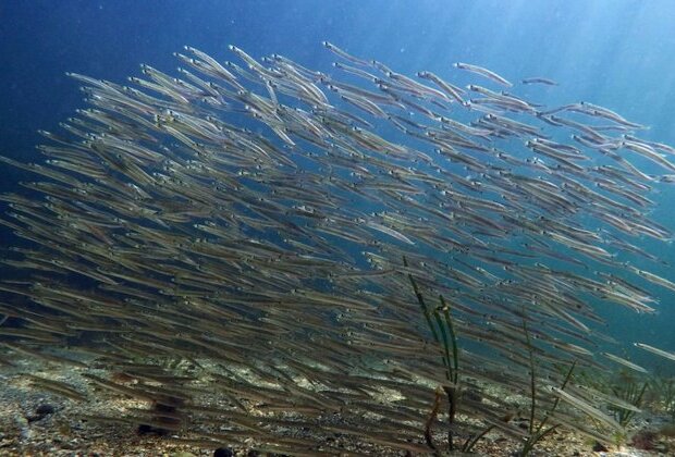 Loss of Tiny Organisms Hurts Ocean, Fishing, Scientists Say