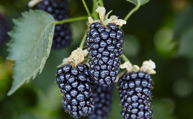 British blackberries are the latest 'superfood' secret