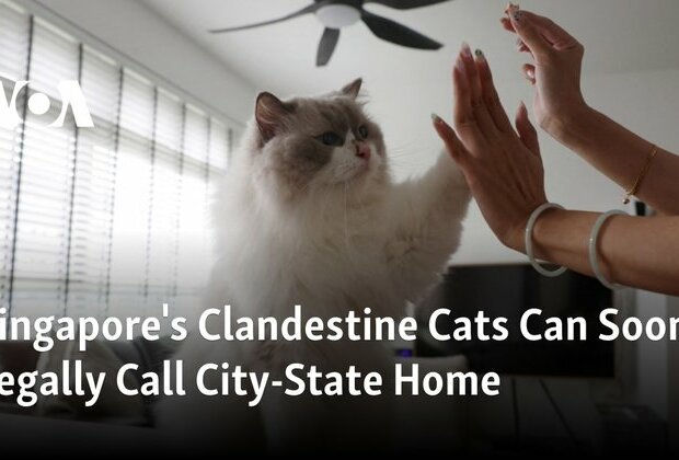 Singapore&#039;s Clandestine Cats Can Soon Legally Call City-State Home