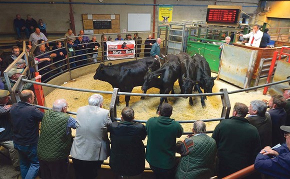 Store cattle trade remains buoyant