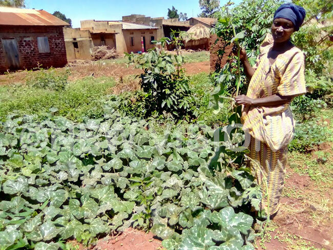  adijah asuna a resident of utembe grows pumpkins and she claims the leaves are very nutritious