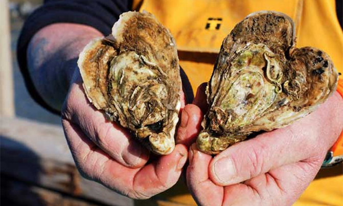Tasty love offering to your Valentine: a heart-shaped oyster Tasty love offering to your Valentine: a heart-shaped oyster