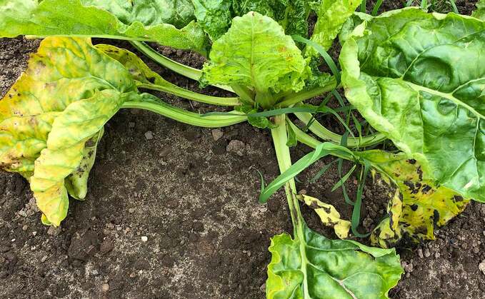 Growers weathered the perfect storm for beet crops